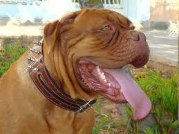 Dogue de Bordéus